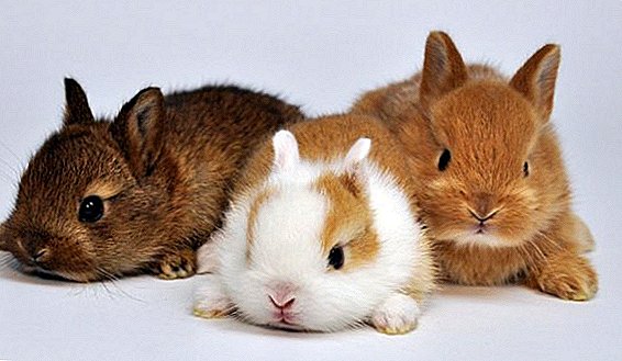 رنگین بونا خرگوش: کس طرح دیکھ بھال اور کھانا کھلانا کیسے ہے