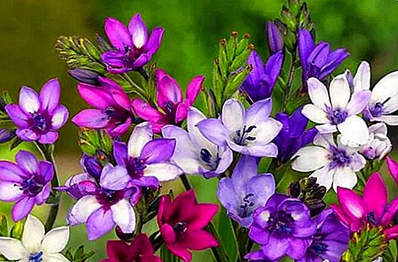 Flower Babiana: талаада отургузуу жана тейлөө