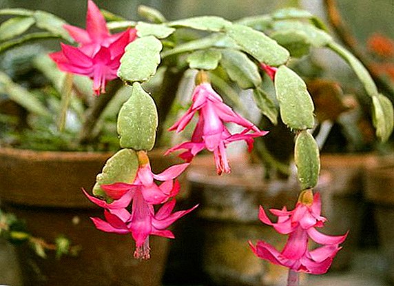 Flower Decembrist (Kirsimeti itace, zigokaktus): cututtuka da kwari, yaƙe tare da su