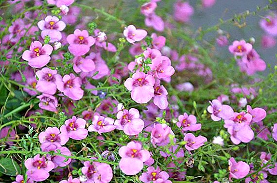 Flower diastia: Kewçêr û lênêrîna malê