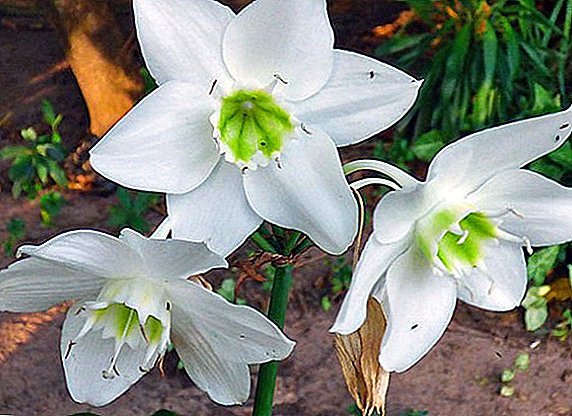 Flor de Euharis: coidado, transplante e reprodución na casa