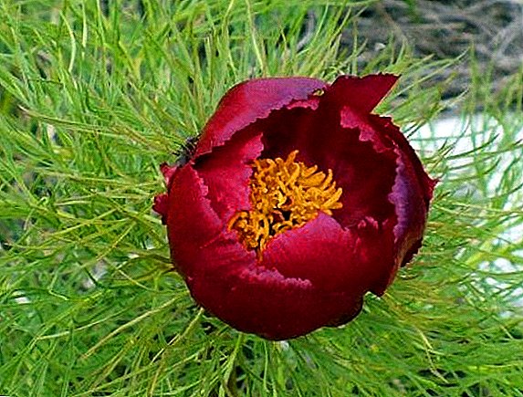 An Sléibhe Flower as an Leabhar Dearg