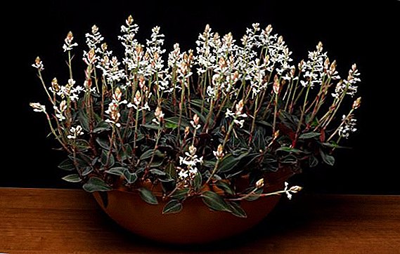 Flower ludiziya: unsaon pag-atiman ang usa ka bililhong orchid