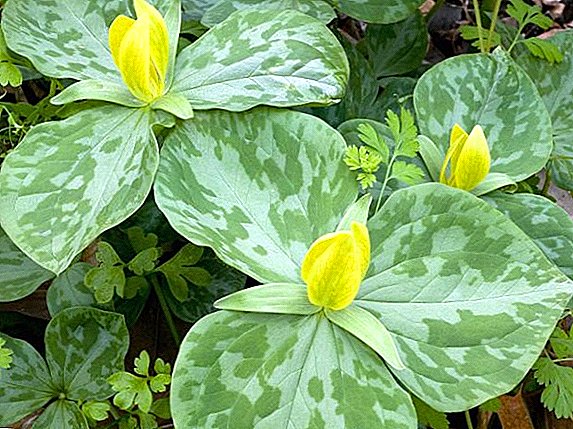 Trillium luteum flore, sementis et curare domi