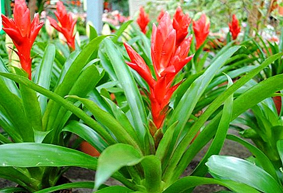 Vriesia flower: spesies paling umum