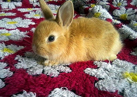 خرگوش تزئینی غوطه ور: دلایل انجام