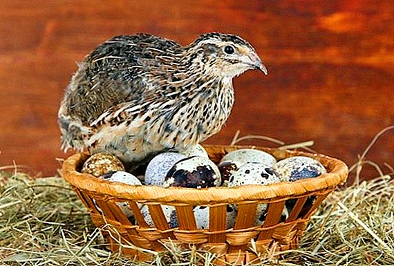 Sisi hufanya aina mbalimbali za wafugaji wa quail