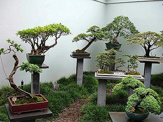 Pema e bonsai: ne studiojmë stilet në një foto