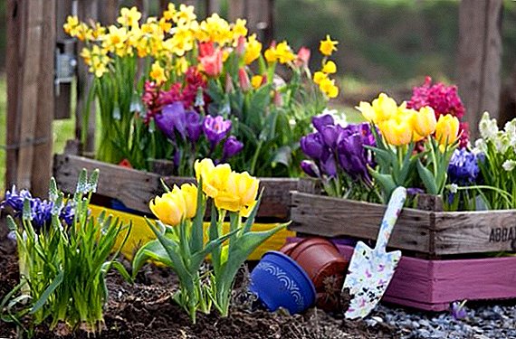 Deset najboljih proljetnih cvjetova za seoski krevet s opisom i fotografijom