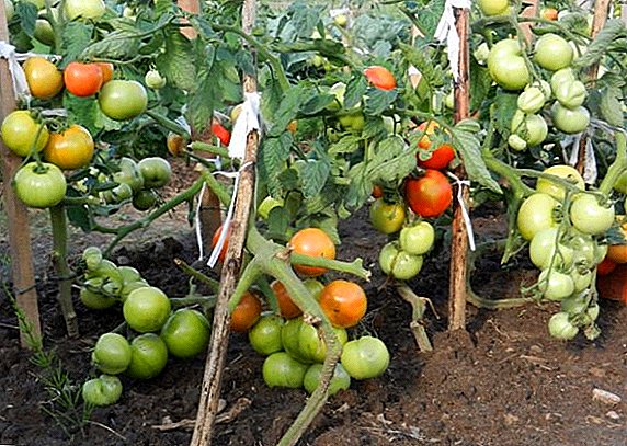 Determinant cultivar tomato Katyusha: para sa mga mahilig ng mga kamatis sa kalagitnaan ng panahon