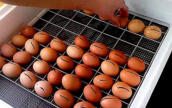 Desinfección e lavado dos ovos antes de incubar na casa