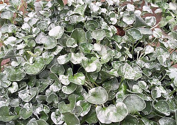 Silver Dichondra: Secrets to Growing Successful