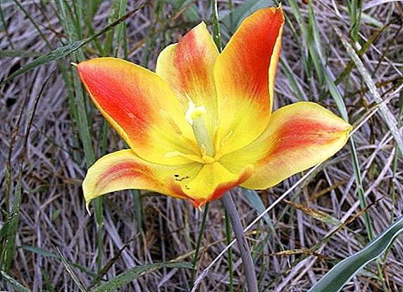 Shrenk urang Wild Tulip
