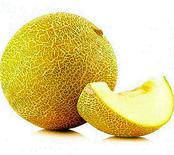 Melon "Kolkhoznitsa": ການປູກ, ການດູແລແລະລາຍລະອຽດຂອງຫມາກໄມ້ຂອງພືດ