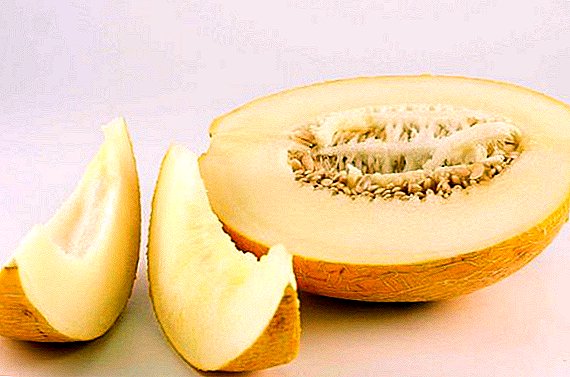 Melon "Torpedo": d'Virdeeler vun der Haut an d'Bunnen