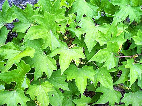 Caucasian Dioscorea: kupindula, kuvulaza ndi zizindikiro zogwiritsiridwa ntchito