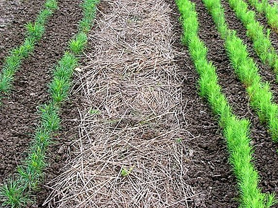 Која е потребата од мулчирање на почвата, особено примената на агротехнички прием