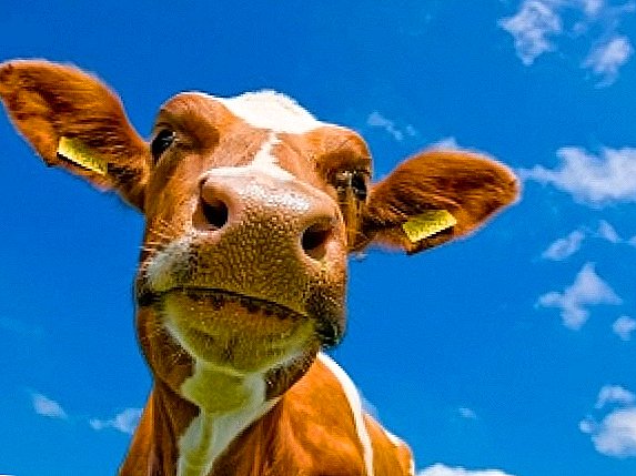 Novčana krava: kako hraniti životinju