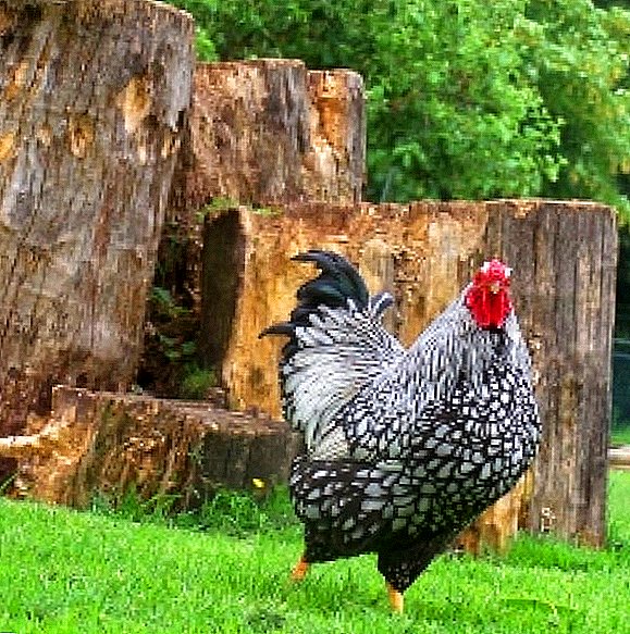 Wyandot Chickens: isang kumbinasyon ng kagandahan at pagiging produktibo