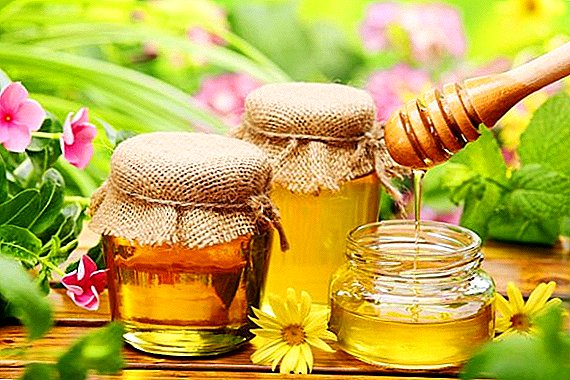 Քաղցր բրածո մեղրը. Տեղեկանք, օգտակար եւ դժվար է ստանալ