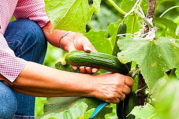 Квасец врвот облекување за краставици: како да се оплоди зеленчук