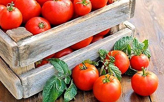 Квасец како ѓубриво за домати