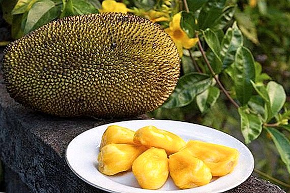 Jackfruit: inona ary ary hohanina - tsiro sy ny vokatra mahasoa