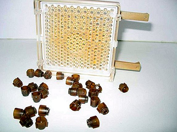 Dzhentersky honeycomb sa beekeeping: mga panudlo alang sa pag-atras sa mga reyna