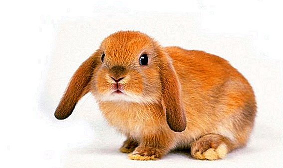 Дали зајаците јадат зајаци?