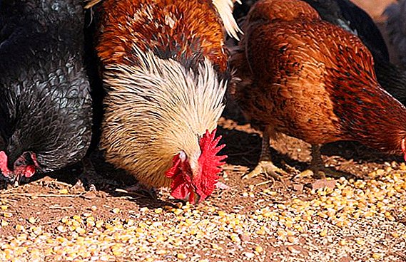 As galiñas comen capas de avea e como dala correctamente