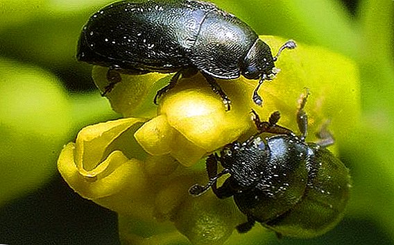 Control efectivo do escaravello da flor de colza