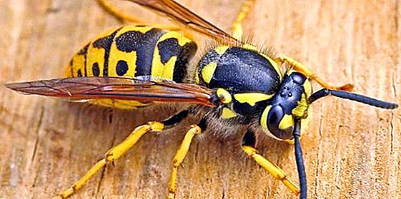 Kontrol éféktif tina wasps