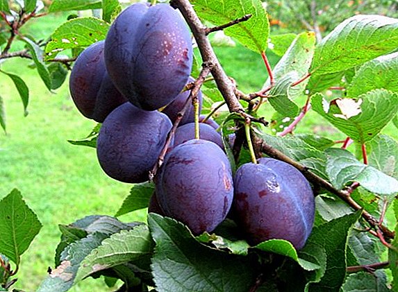 কীটপতঙ্গ plums নিয়ন্ত্রণ কার্যকর উপায়