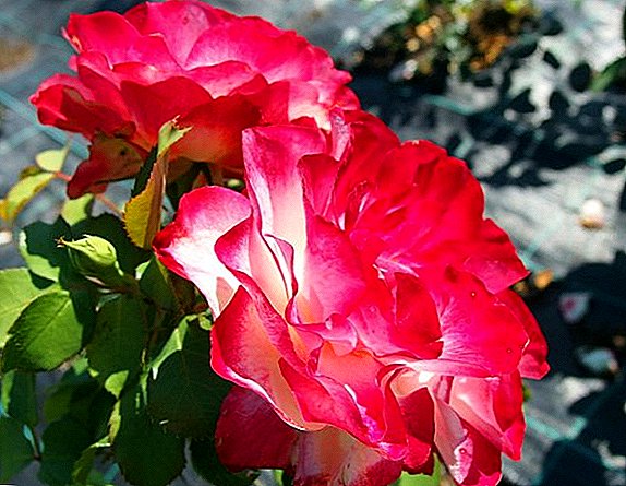 Spectacular Rose "Afmæli prinsins Mónakó"