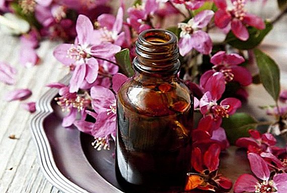 Geranium essential oil: healing properties at application