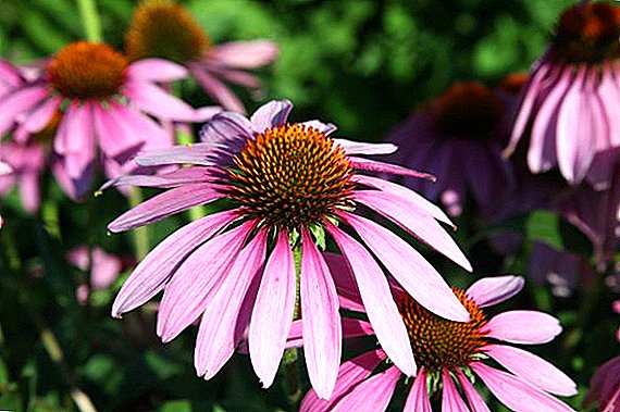 Echinacea: paggamit, therapeutic properties at contraindications