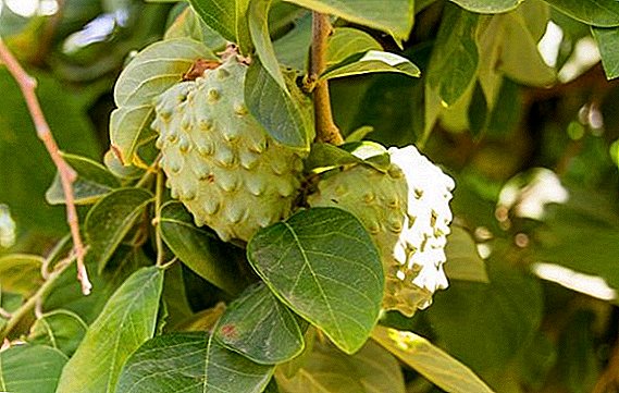 Егзотични уникатни плодови Annona: одгледување, состав, како да се користи