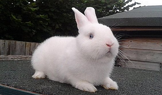 خرگوش encephalosis: کس طرح ظاہر، کس طرح علاج کرنے کے لئے، یہ انسانوں کے لئے خطرناک ہے