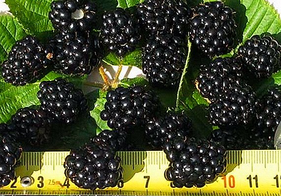Ny karazana Blackberries "Himalayas": famaritana ny endriky ny fikarakarana sy ny fananganana