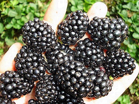 Blackberry Thornfrey: melemo, likotsi, ho lekana le tlhokomelo
