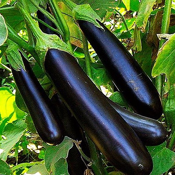 Yadda za a yi girma Clorinda F1 eggplants: tips on dasa da kula da wani shuka