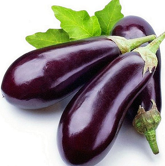 Thaum ntxov qib eggplant Epik F1