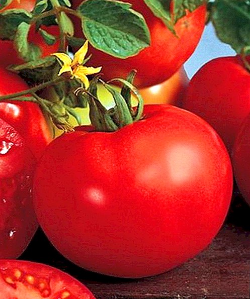 Тавсифи помидор Апродити f1 аз навъҳои барвақтии барвақт