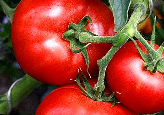 Pomidor "Masha Doll F1" - ultraearly azaldılmış hibrid