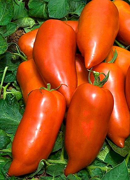 Tomato "Cornabel F1" - resistent géint d'Bedingungen vun der Pabeur-Hybrid