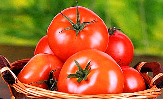 टोमॅटो इरिना एफ 1 - लवकर पिक आणि कॉम्पॅक्ट विविधता