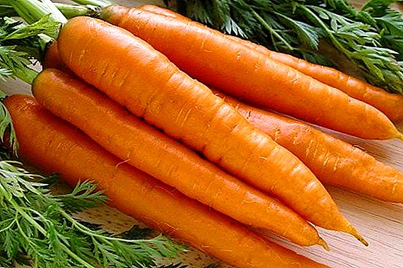 Ang labing mabungahon: Canada F1 carrot variety