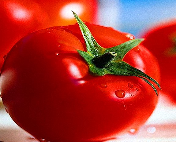 Tomate "Slot f1" - Salade, héichwäerteg Hybridvielfalt