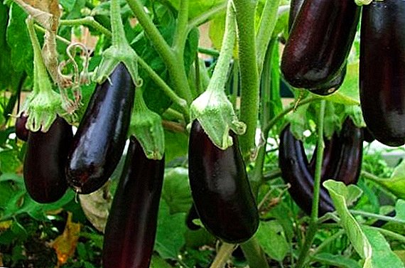 Bawo ni lati dagba awọn orisirisi eggplants "Falentaini F1" ni orilẹ-ede naa