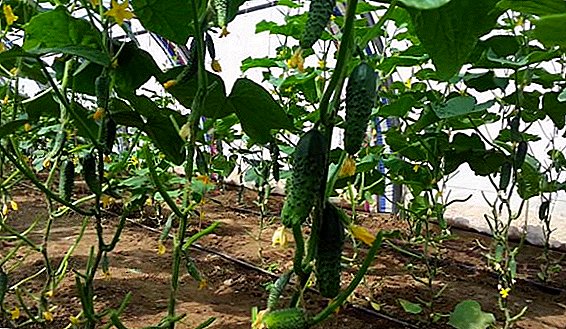 ತೆರೆದ ಮೈದಾನದಲ್ಲಿ ಡಚ್ ಸೌತೆಕಾಯಿ "ಮಾಶಾ ಎಫ್ 1" ಅನ್ನು ಹೇಗೆ ಬೆಳೆಯುವುದು